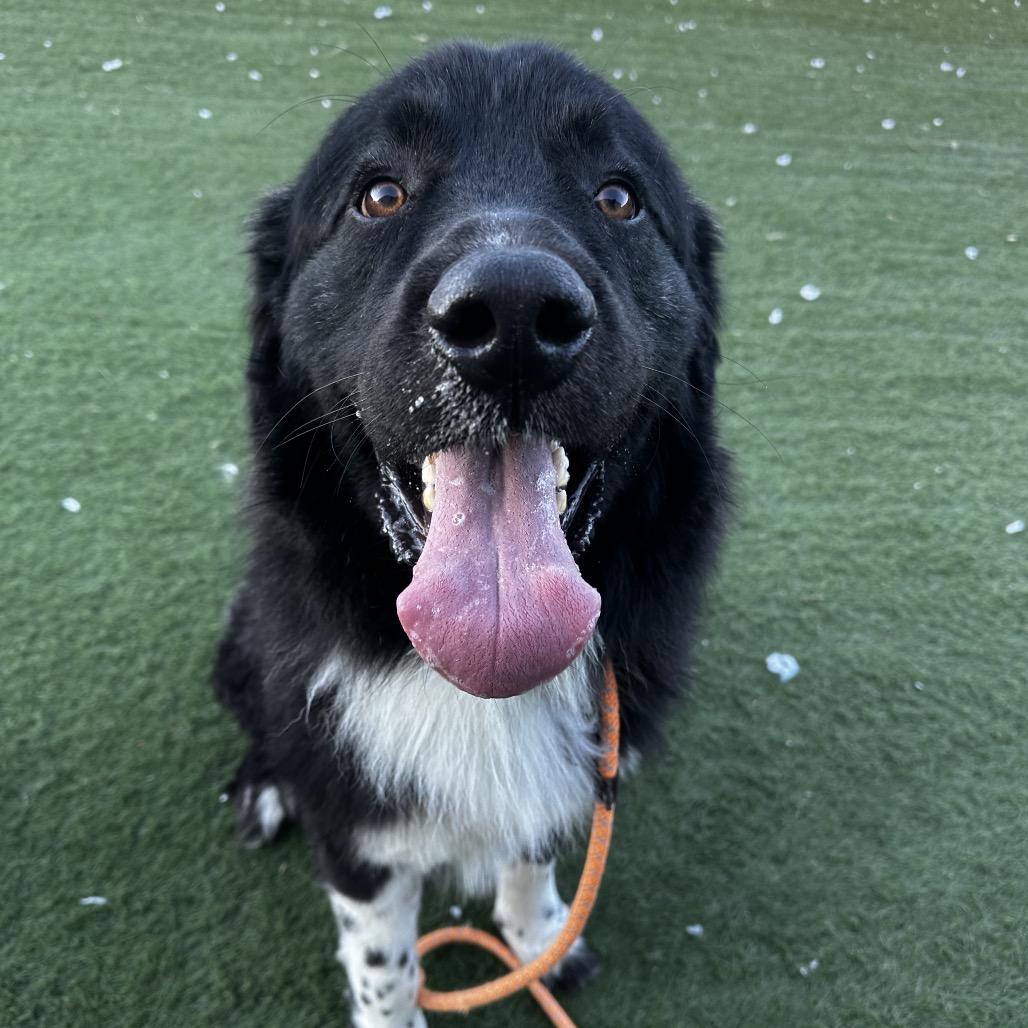 Enlarge Rip, a Adoptable mixed breed in Canton, IL image 2/6