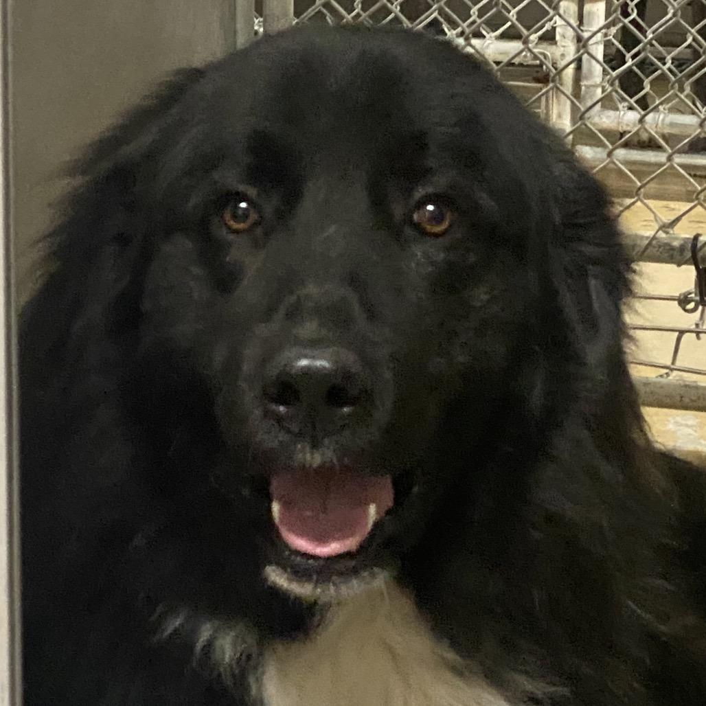 Enlarge Rip, a Adoptable mixed breed in Canton, IL image 3/6