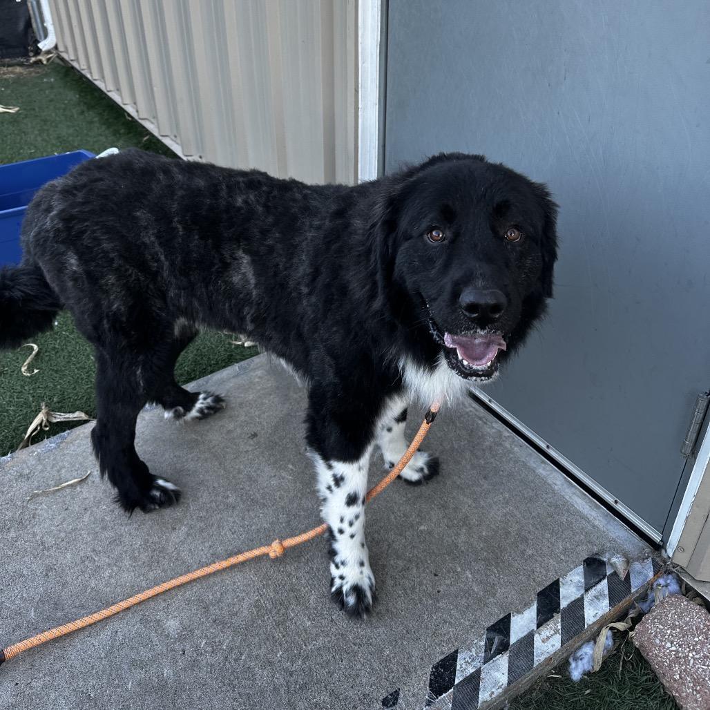 Enlarge Rip, a Adoptable mixed breed in Canton, IL image 5/6