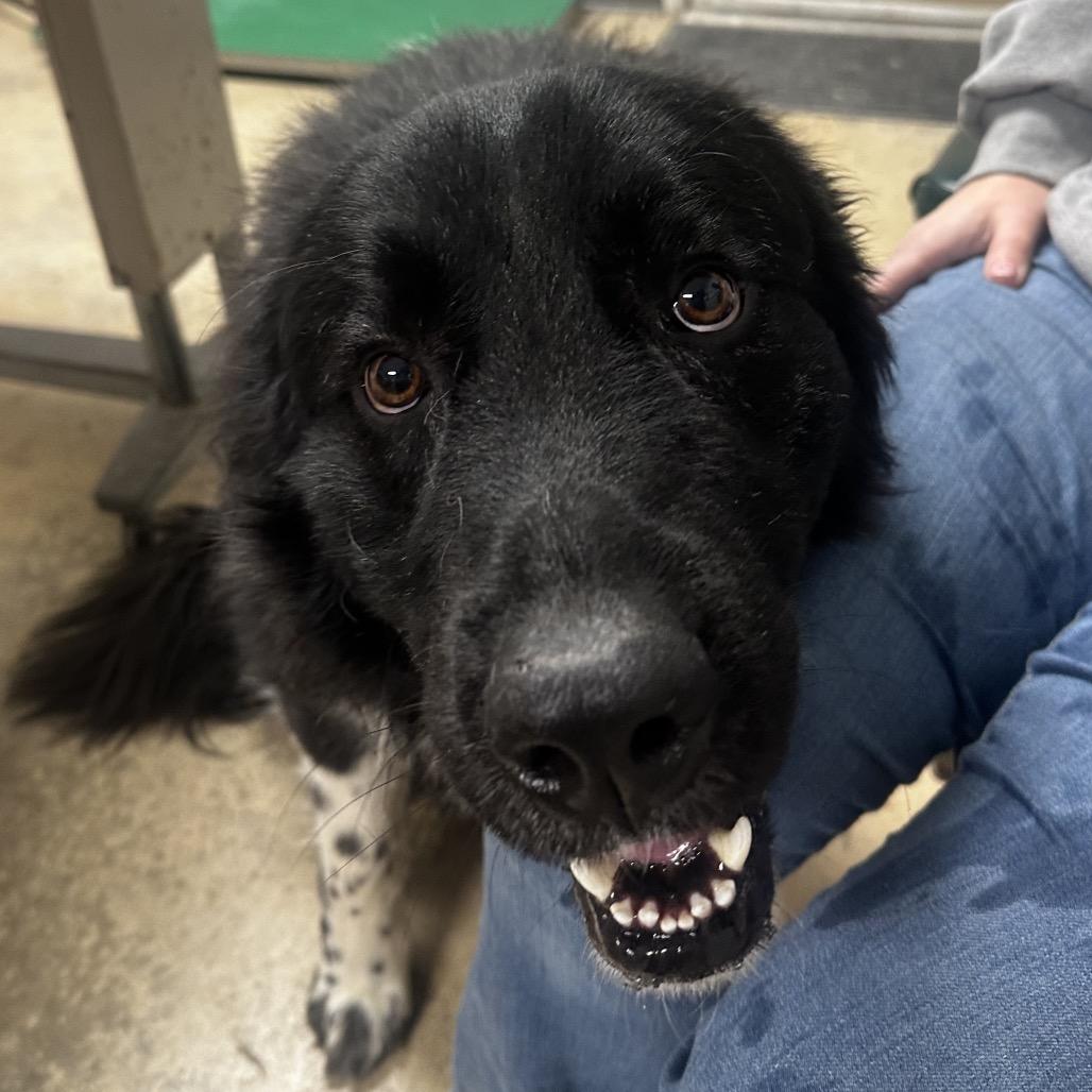 Enlarge Rip, a Adoptable mixed breed in Canton, IL image 6/6