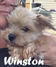 Winston, Adoptable, Senior Male Yorkshire Terrier.