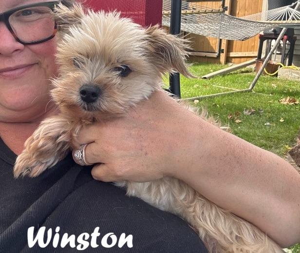 Enlarge Winston, a Adoptable Yorkshire Terrier in Owatonna, MN image 2/3