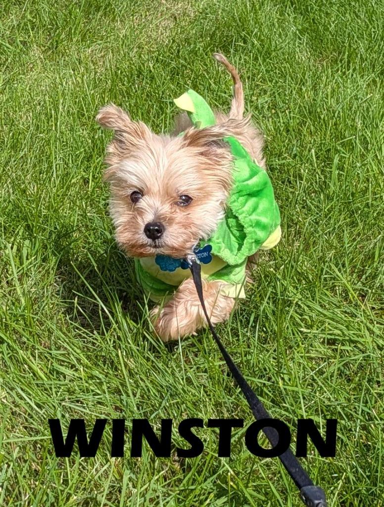 Enlarge Winston, a Adoptable Yorkshire Terrier in Owatonna, MN image 3/3