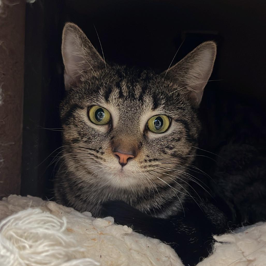 Broth - Available in Foster, a Adoptable Domestic Short Hair in Naperville, IL image 1/5