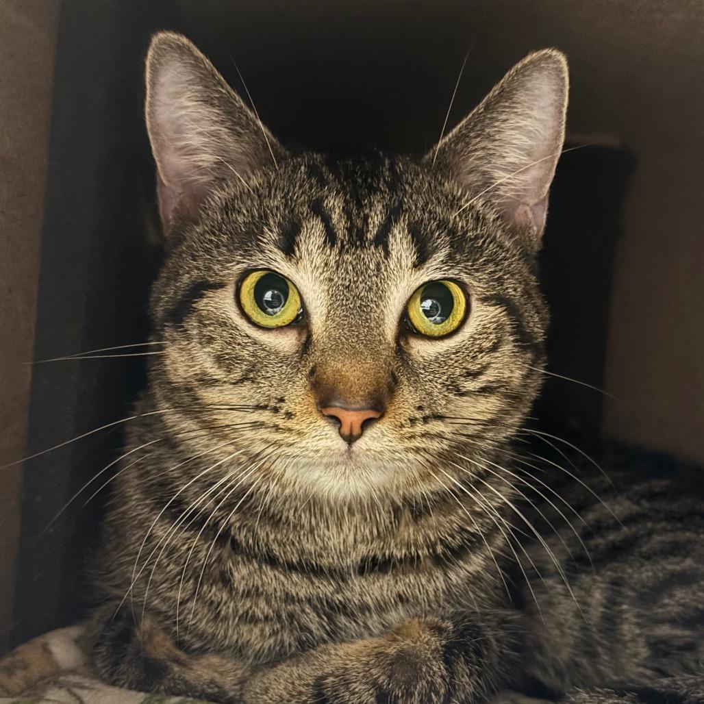 Broth - Available in Foster, a Adoptable Domestic Short Hair in Naperville, IL image 2/5