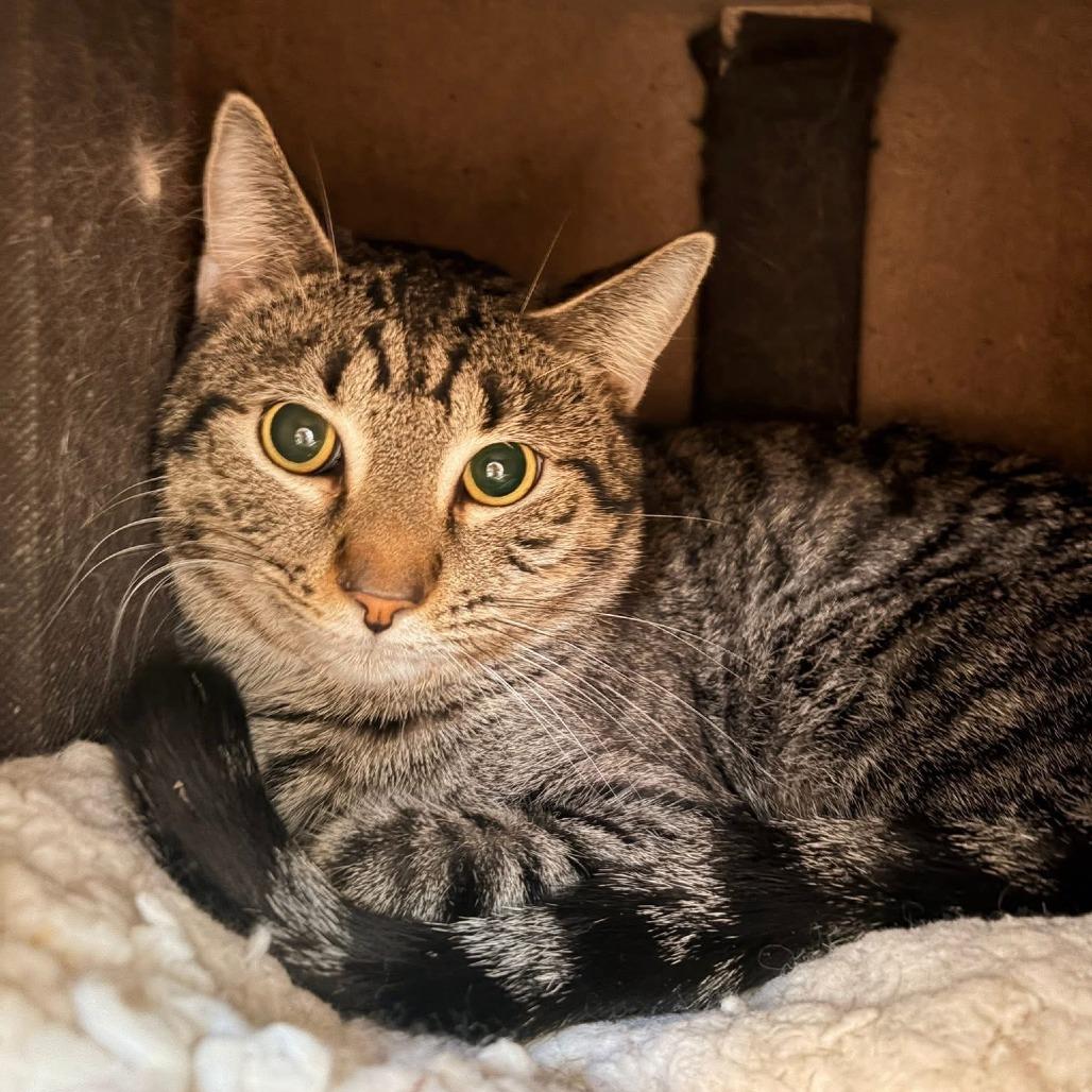 Broth - Available in Foster, a Adoptable Domestic Short Hair in Naperville, IL image 3/5