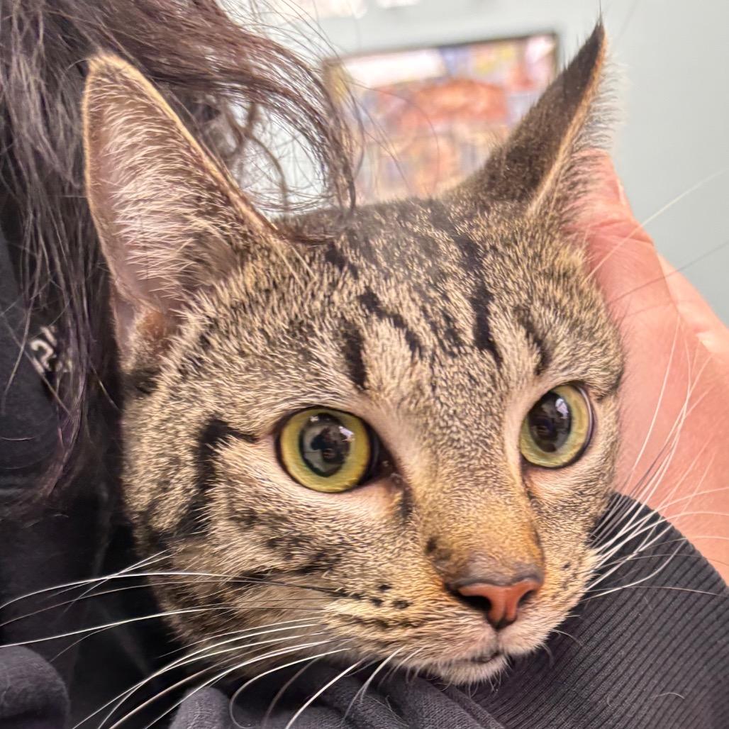 Broth - Available in Foster, a Adoptable Domestic Short Hair in Naperville, IL image 4/5