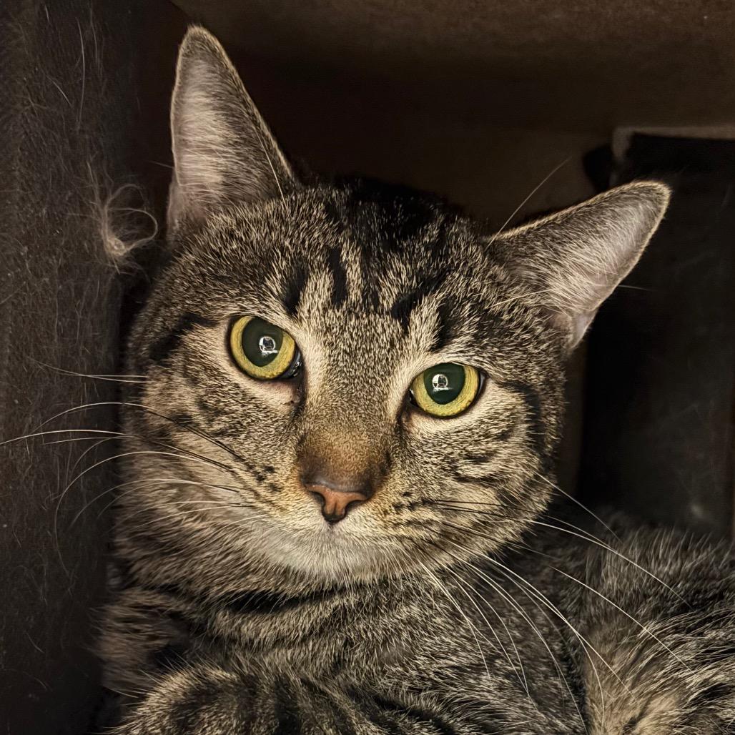 Broth - Available in Foster, a Adoptable Domestic Short Hair in Naperville, IL image 5/5