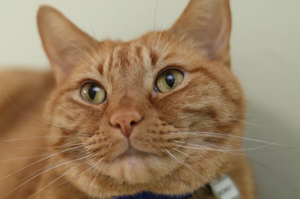 Rowdy, a Adoptable mixed breed in Hot Springs, AR image 1/5