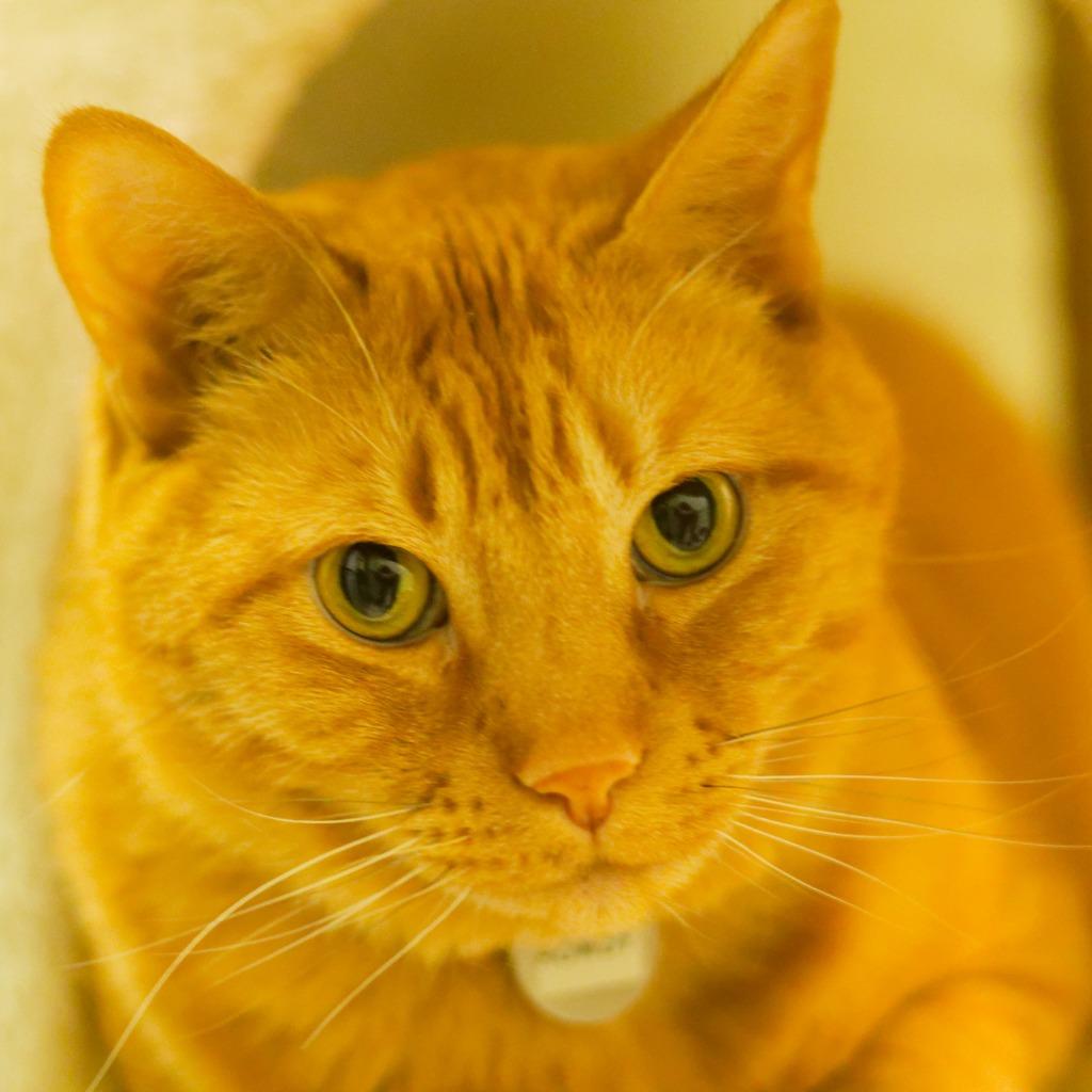 Rowdy, a Adoptable mixed breed in Hot Springs, AR image 2/5