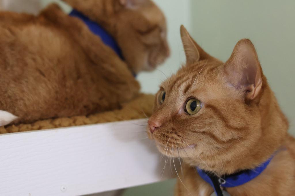 Rowdy, a Adoptable mixed breed in Hot Springs, AR image 3/5