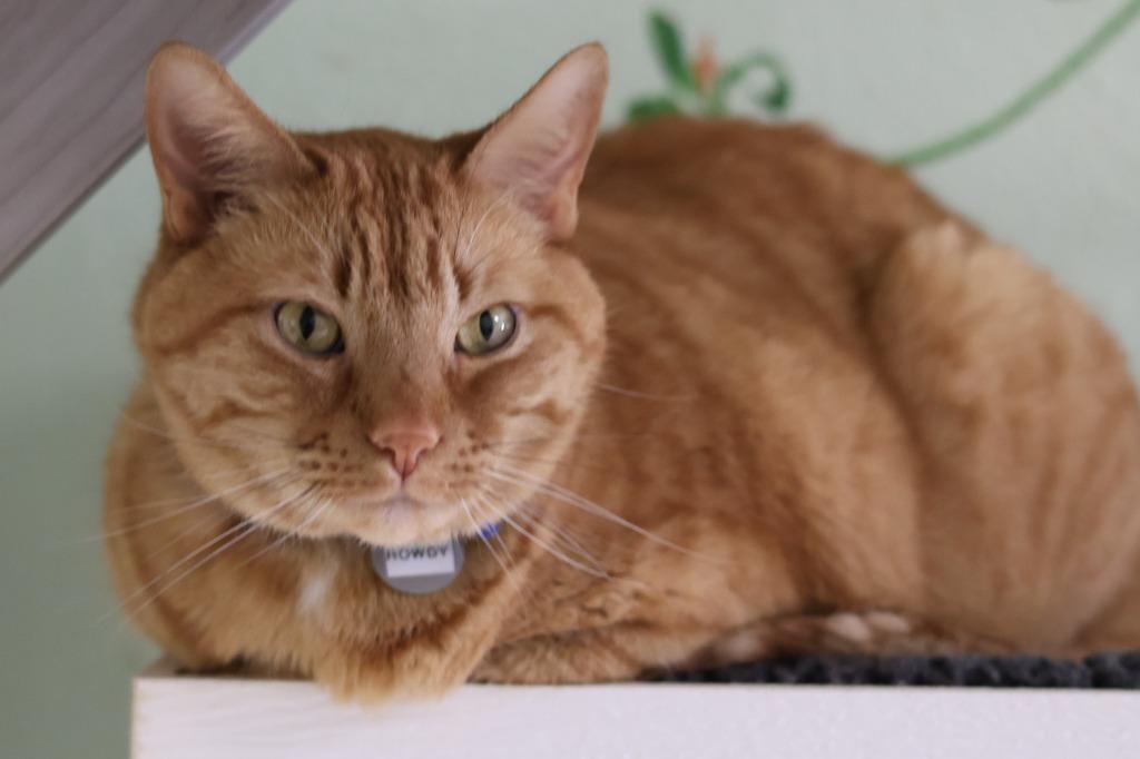 Rowdy, a Adoptable mixed breed in Hot Springs, AR image 5/5