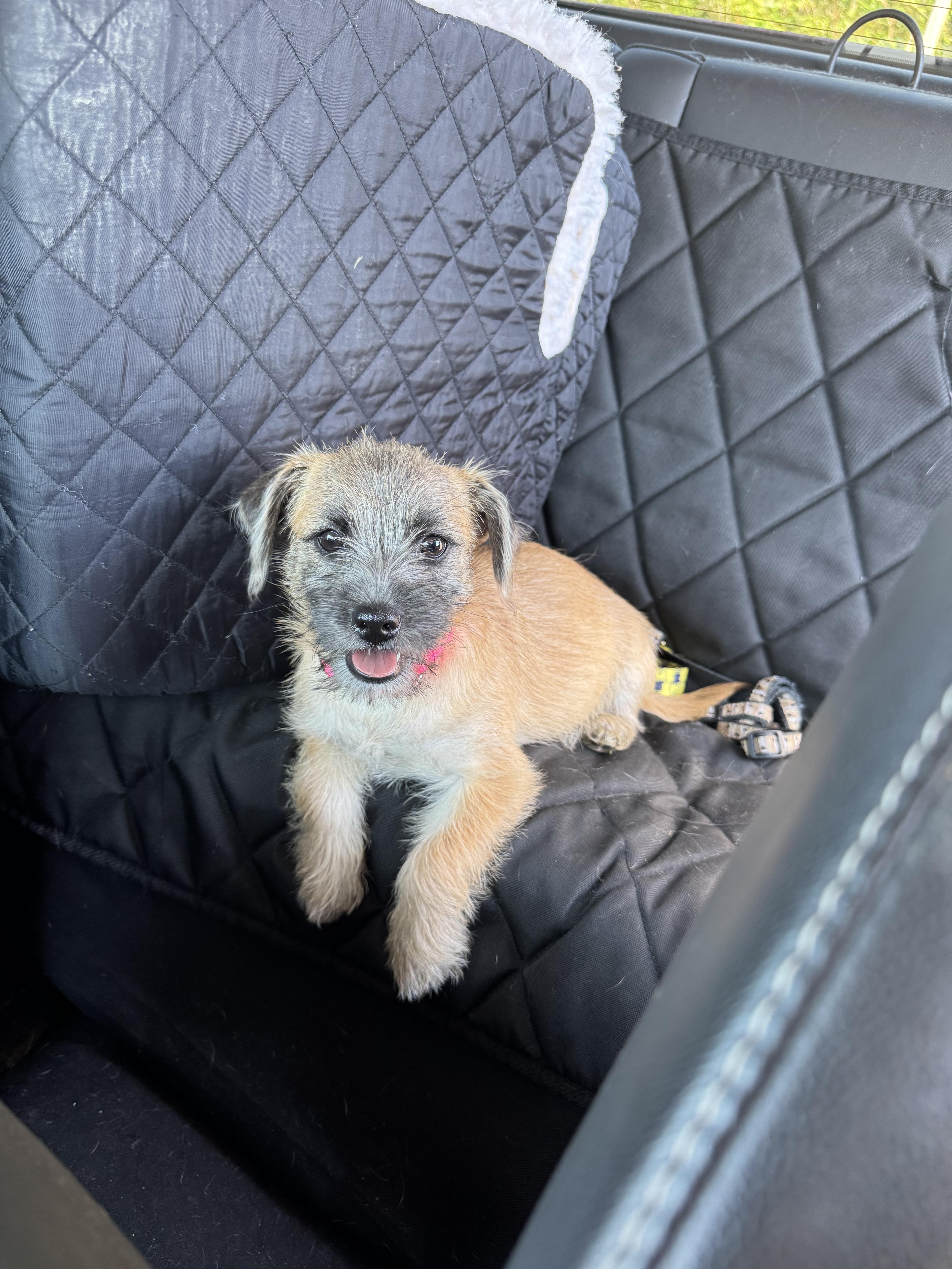 Dolly Parton, Adoptable, Puppy Female Border Terrier.