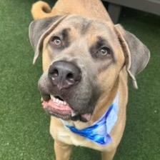Cane, a ADOPTABLE mixed breed in The Colony, TX image 6/6