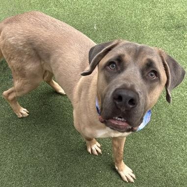 Cane, a ADOPTABLE mixed breed in The Colony, TX image 2/6