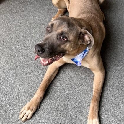 Cane, a ADOPTABLE mixed breed in The Colony, TX image 4/6