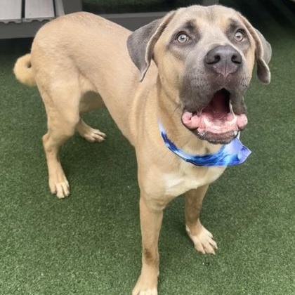 Cane, a ADOPTABLE mixed breed in The Colony, TX image 5/6