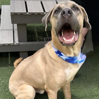 Cane, a ADOPTABLE mixed breed in The Colony, TX image 1/6