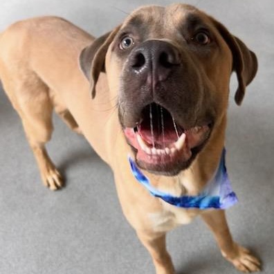 Cane, a ADOPTABLE mixed breed in The Colony, TX image 3/6