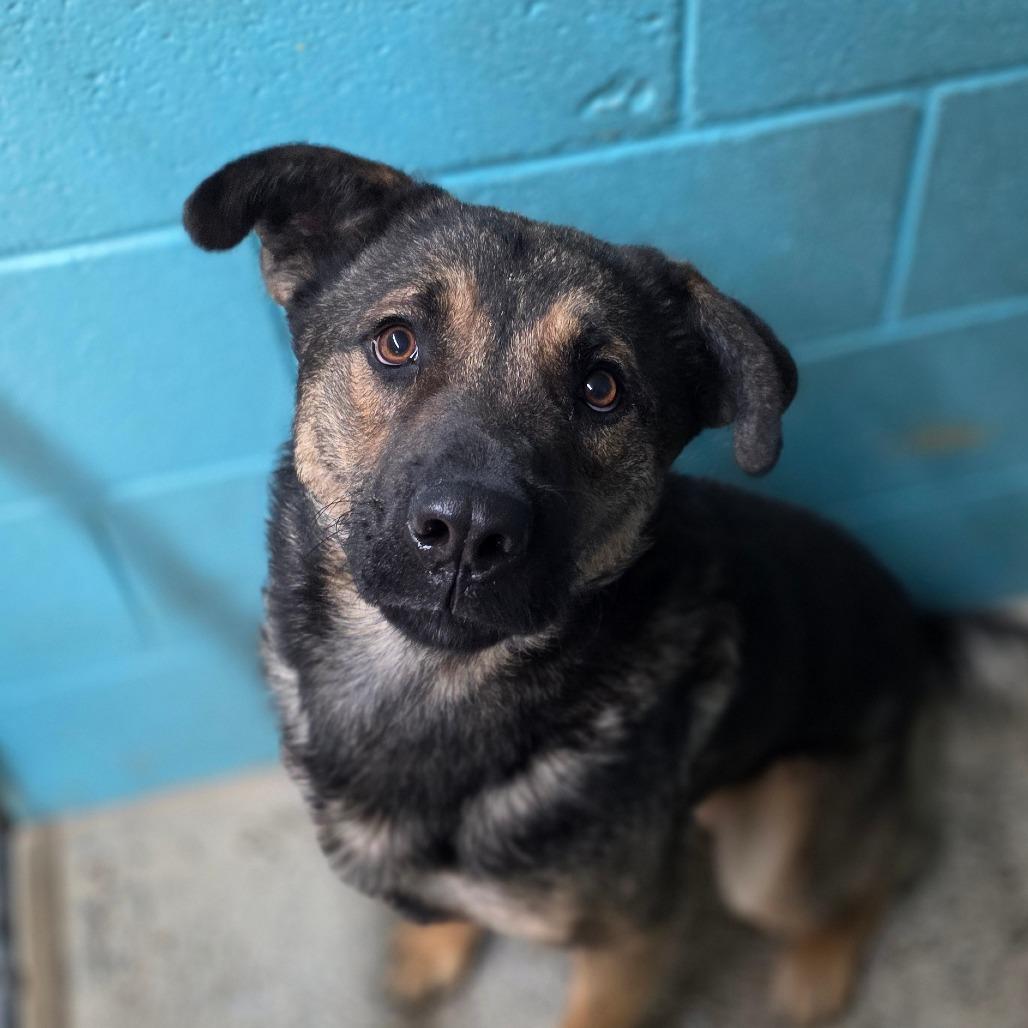 Enlarge Tater, a Adoptable mixed breed in Mount Shasta, CA image 1/5
