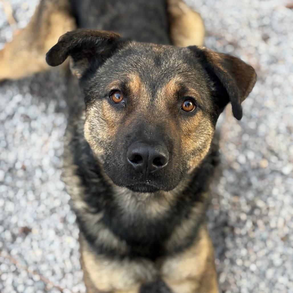 Enlarge Tater, a Adoptable mixed breed in Mount Shasta, CA image 2/5