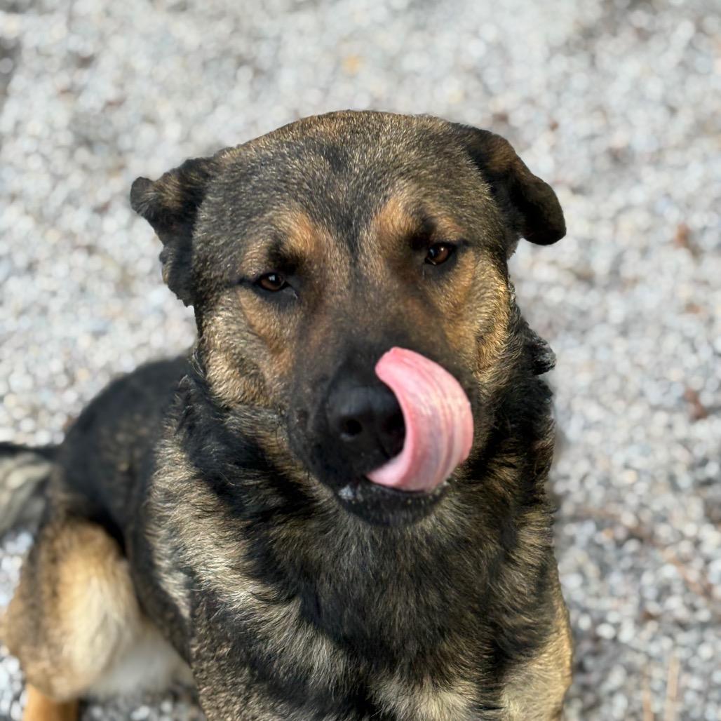 Enlarge Tater, a Adoptable mixed breed in Mount Shasta, CA image 4/5