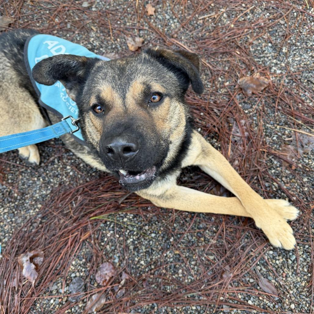 Enlarge Tater, a Adoptable mixed breed in Mount Shasta, CA image 5/6