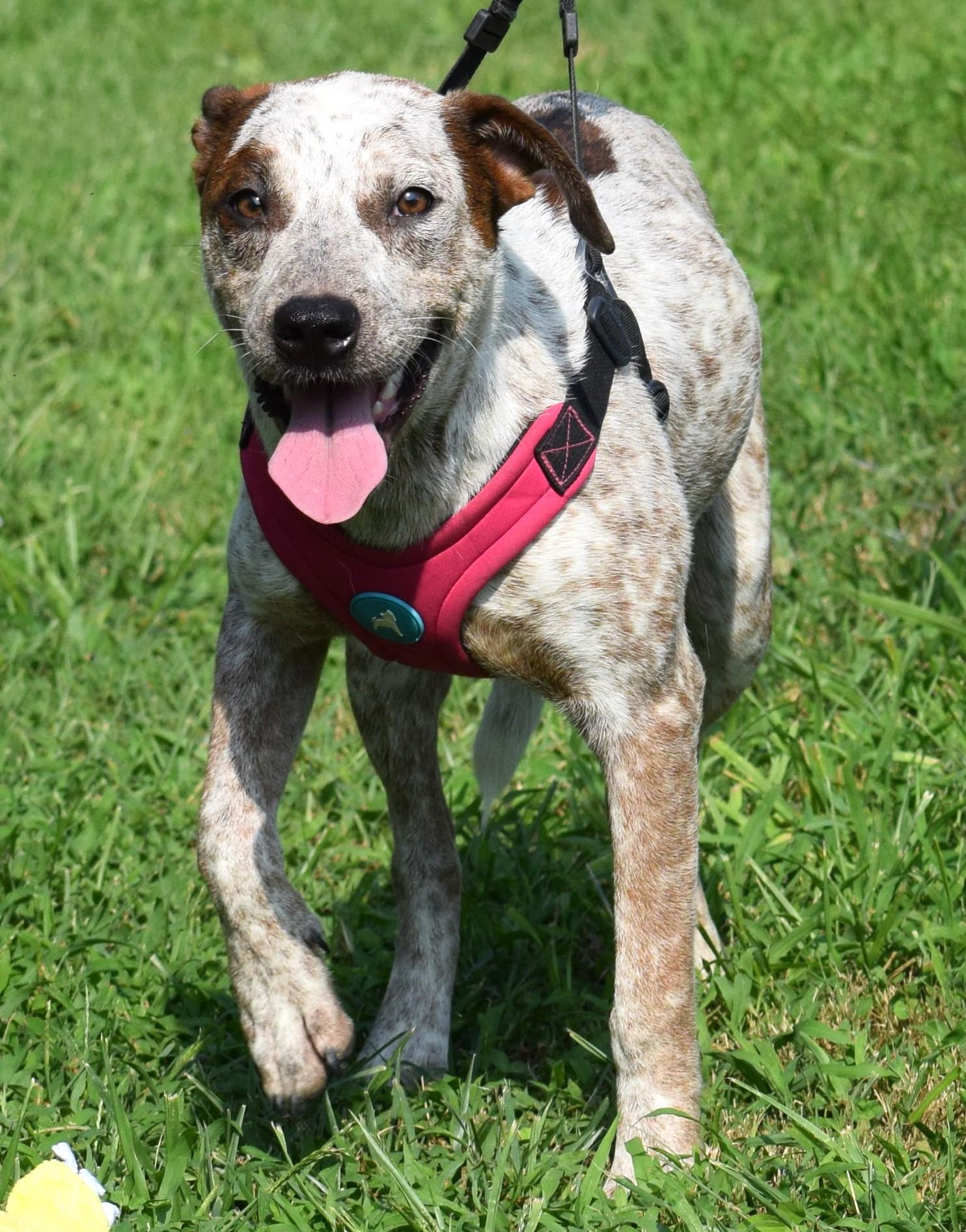Enlarge Annie-Available 9/20 at Petsmart www.lhar.dog to apply, a Adoptable mixed breed in Frederick, MD image 1/6
