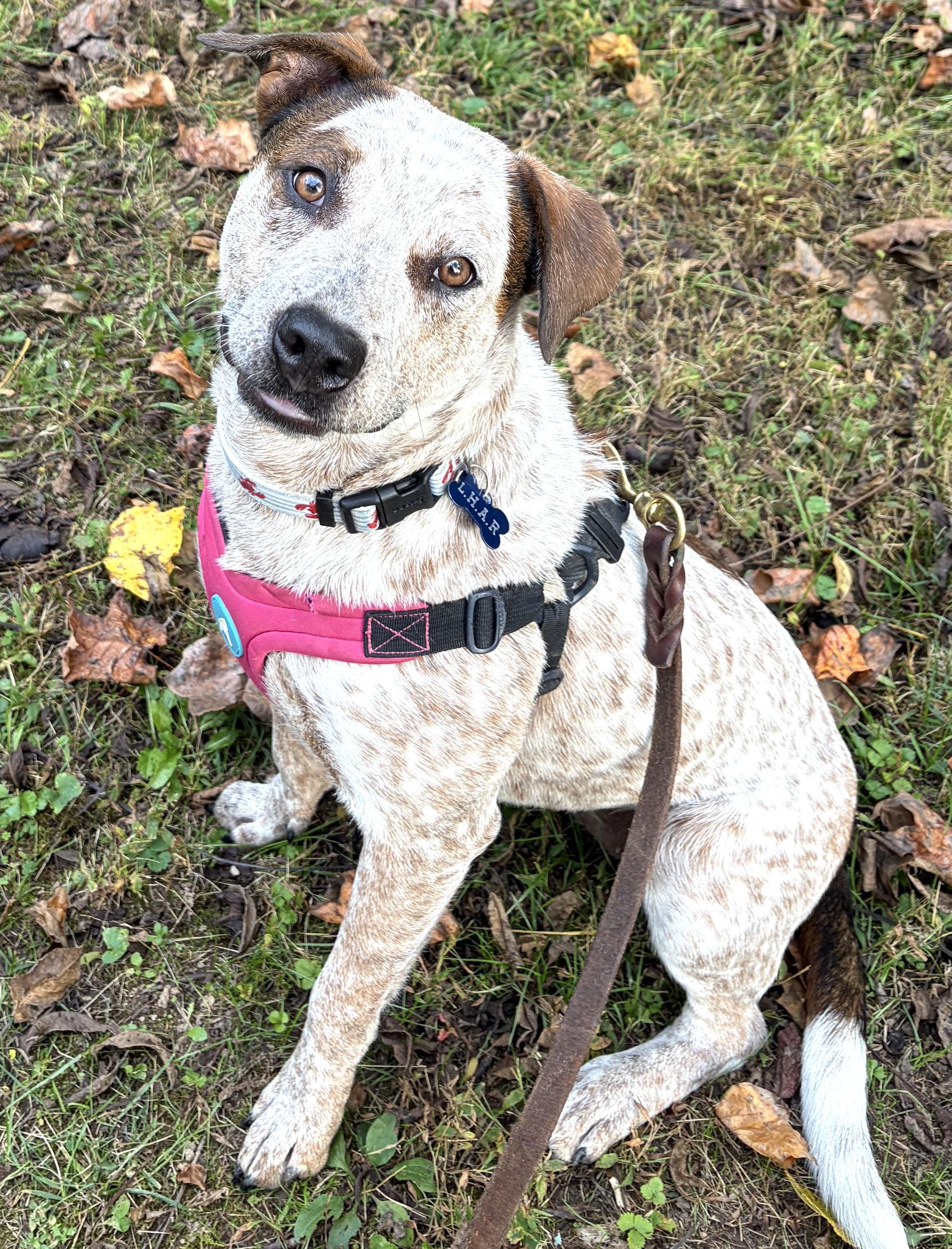 Enlarge Annie-Available www.lhar.dog to apply, a Adoptable mixed breed in Frederick, MD image 1/6