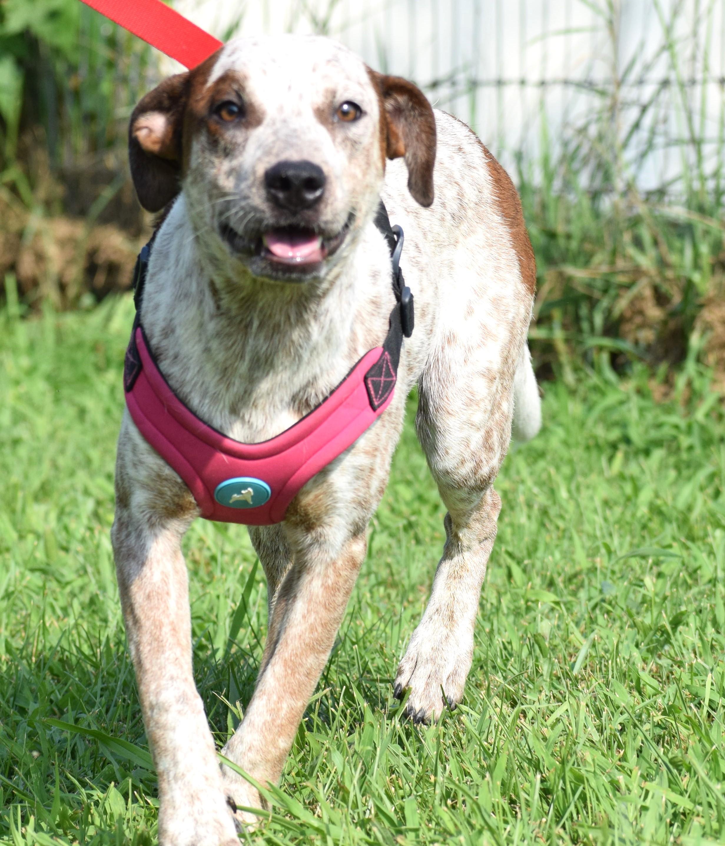 Enlarge Annie-Available 9/20 at Petsmart www.lhar.dog to apply, a Adoptable mixed breed in Frederick, MD image 4/6