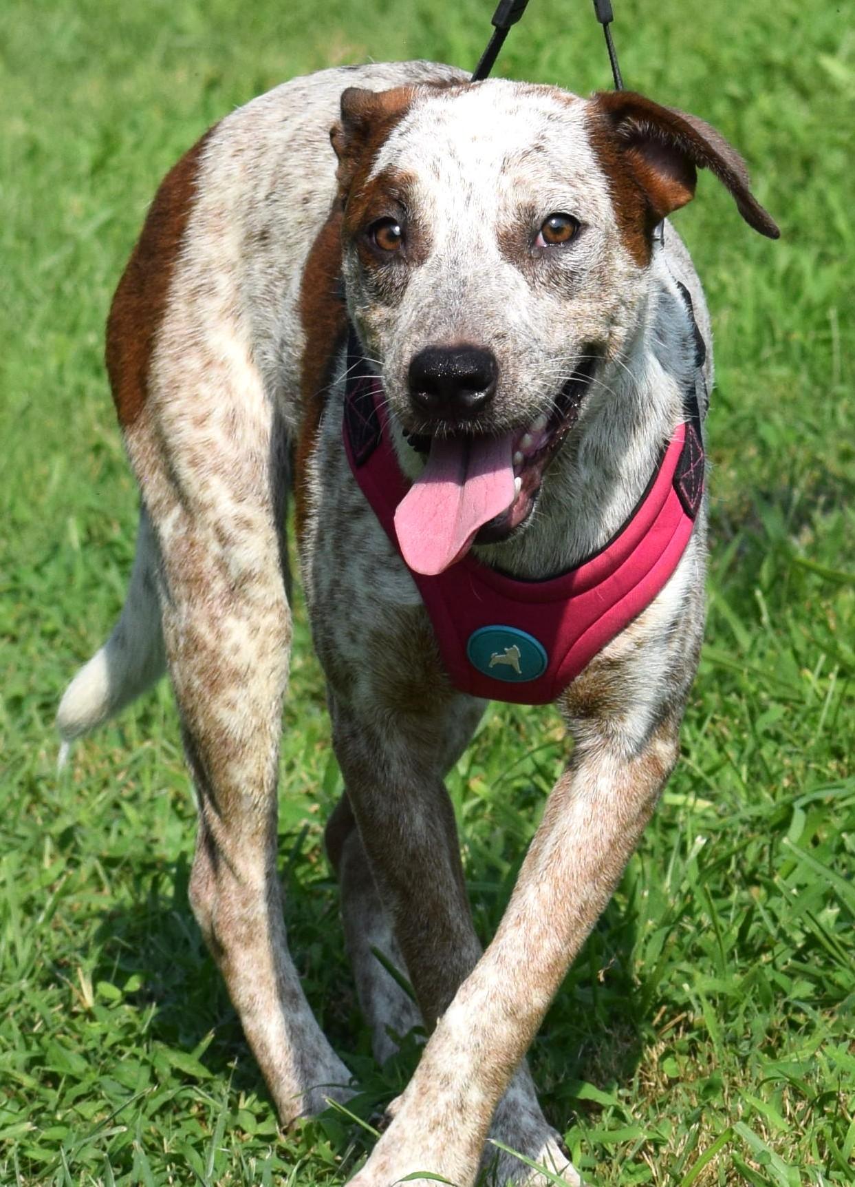 Enlarge Annie-Available 9/20 at Petsmart www.lhar.dog to apply, a Adoptable mixed breed in Frederick, MD image 5/6