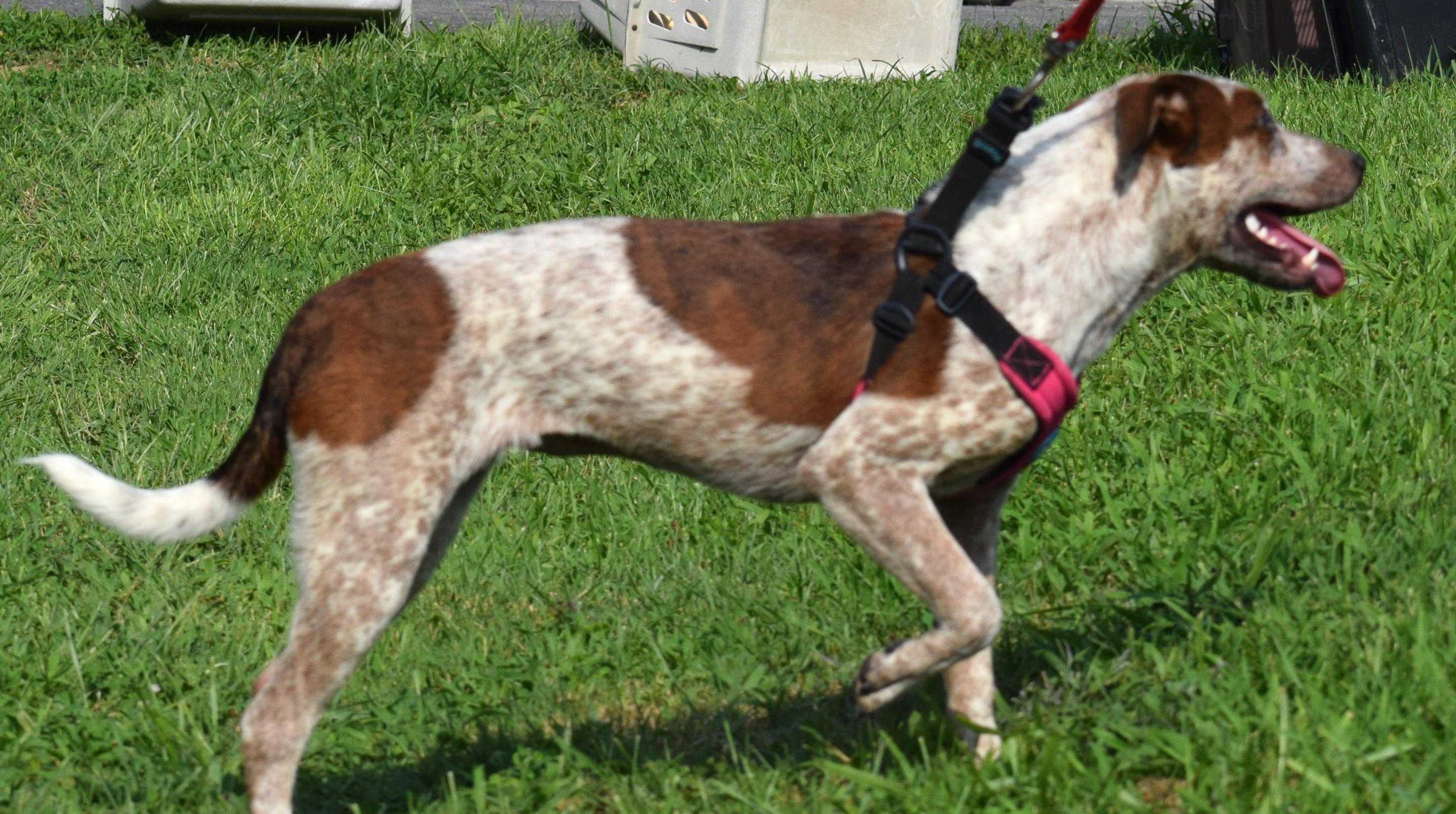 Enlarge Annie-Available 9/20 at Petsmart www.lhar.dog to apply, a Adoptable mixed breed in Frederick, MD image 6/6