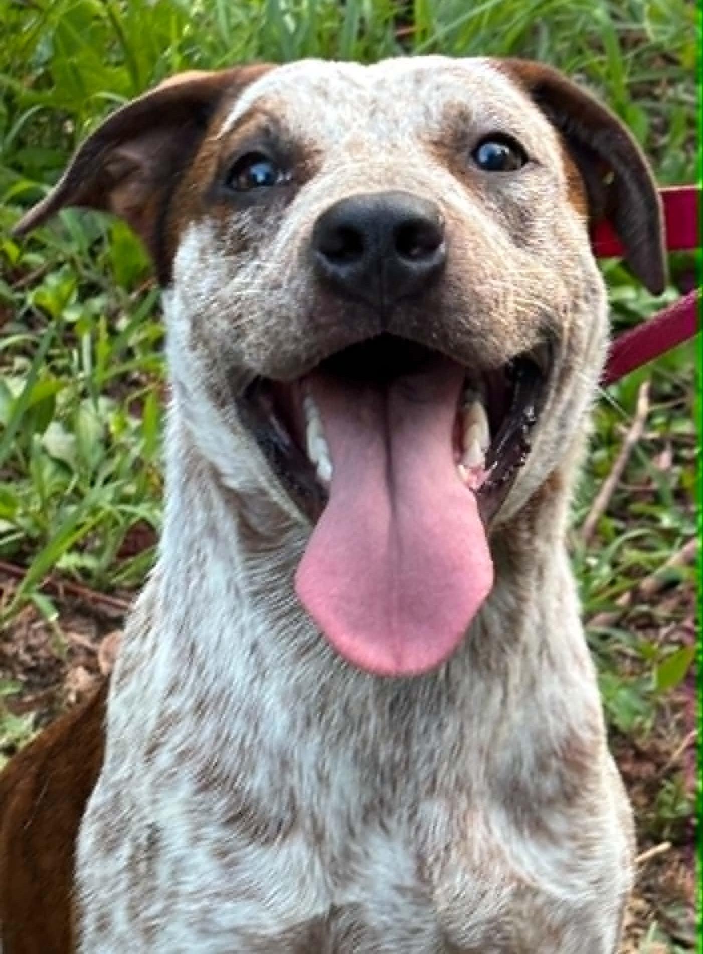 Enlarge Annie-Available 9/20 at Petsmart www.lhar.dog to apply, a Adoptable mixed breed in Frederick, MD image 2/6