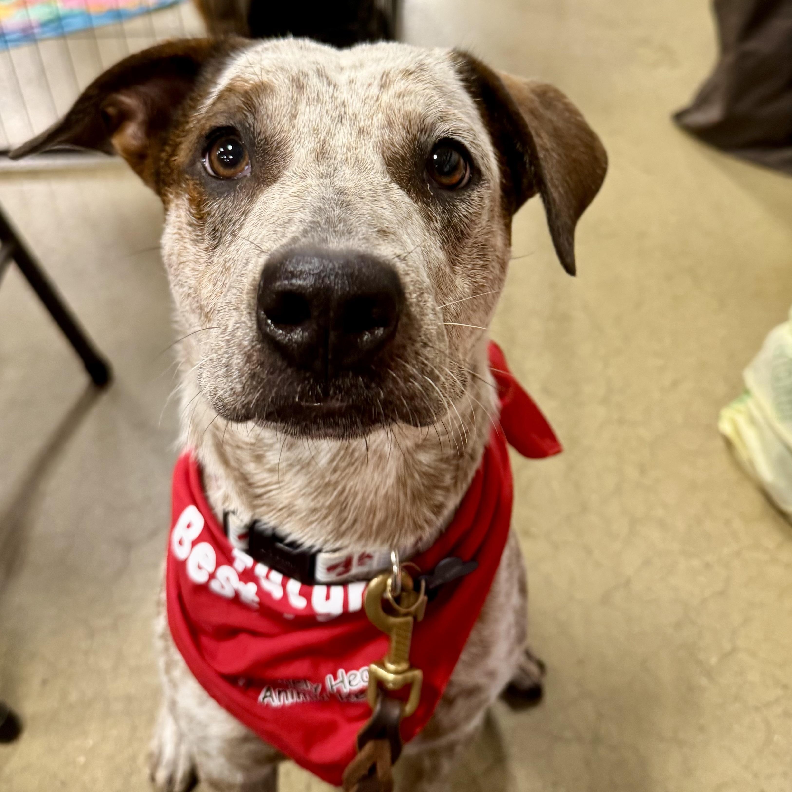 Enlarge Annie-Available 9/20 at Petsmart www.lhar.dog to apply, a Adoptable mixed breed in Frederick, MD image 3/6