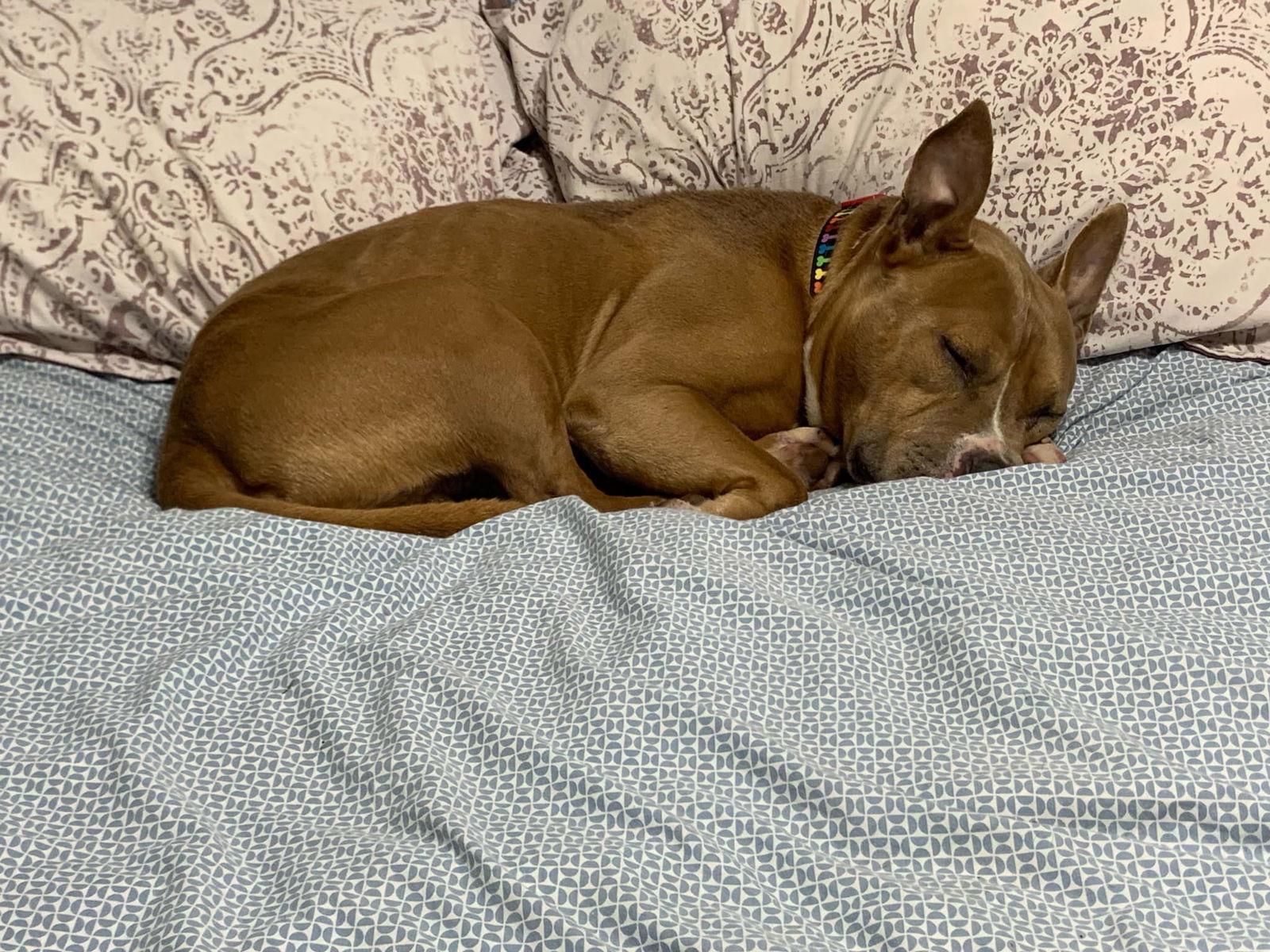 Meatball — thumbnail 3