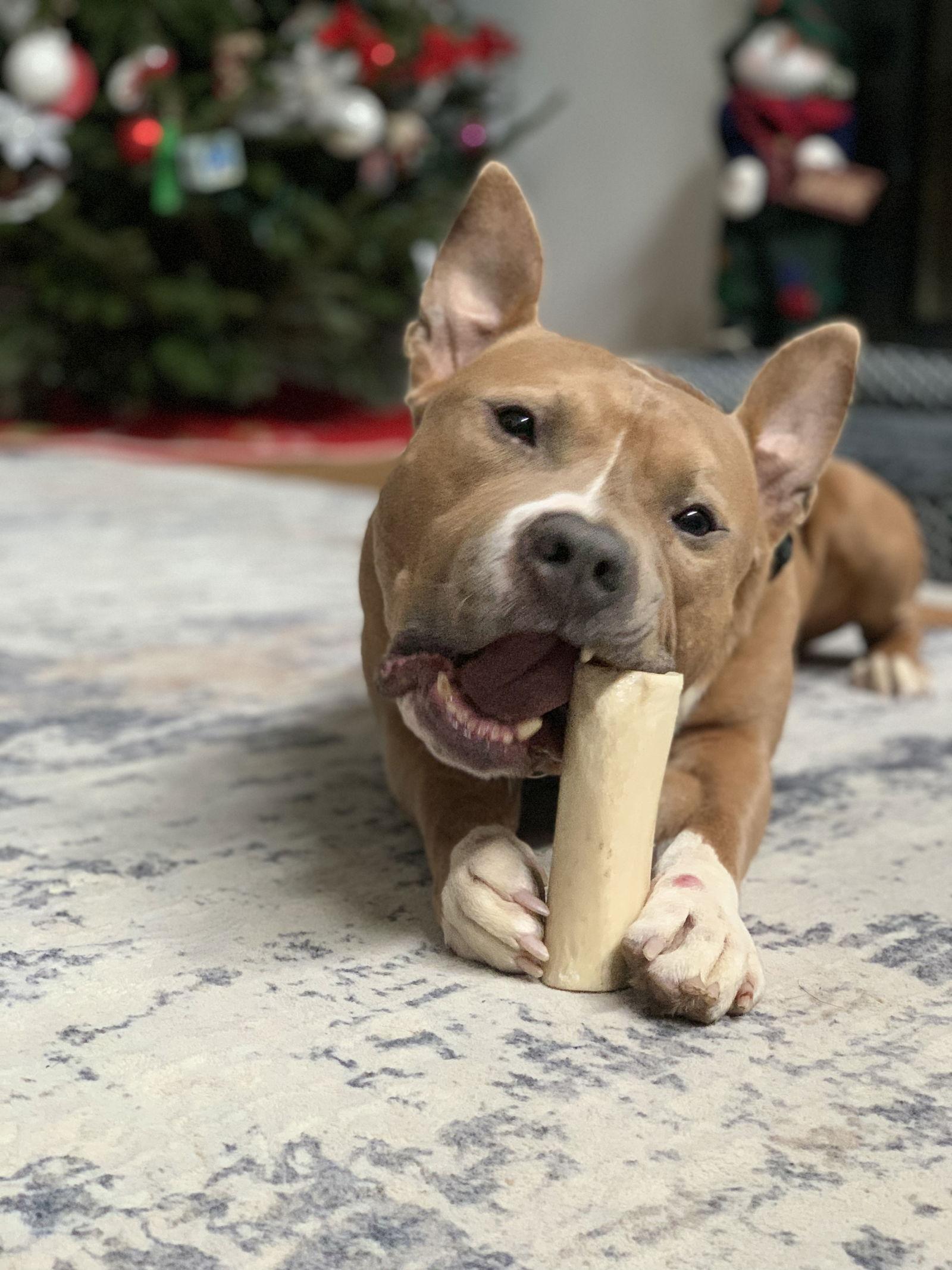 Meatball — thumbnail 5