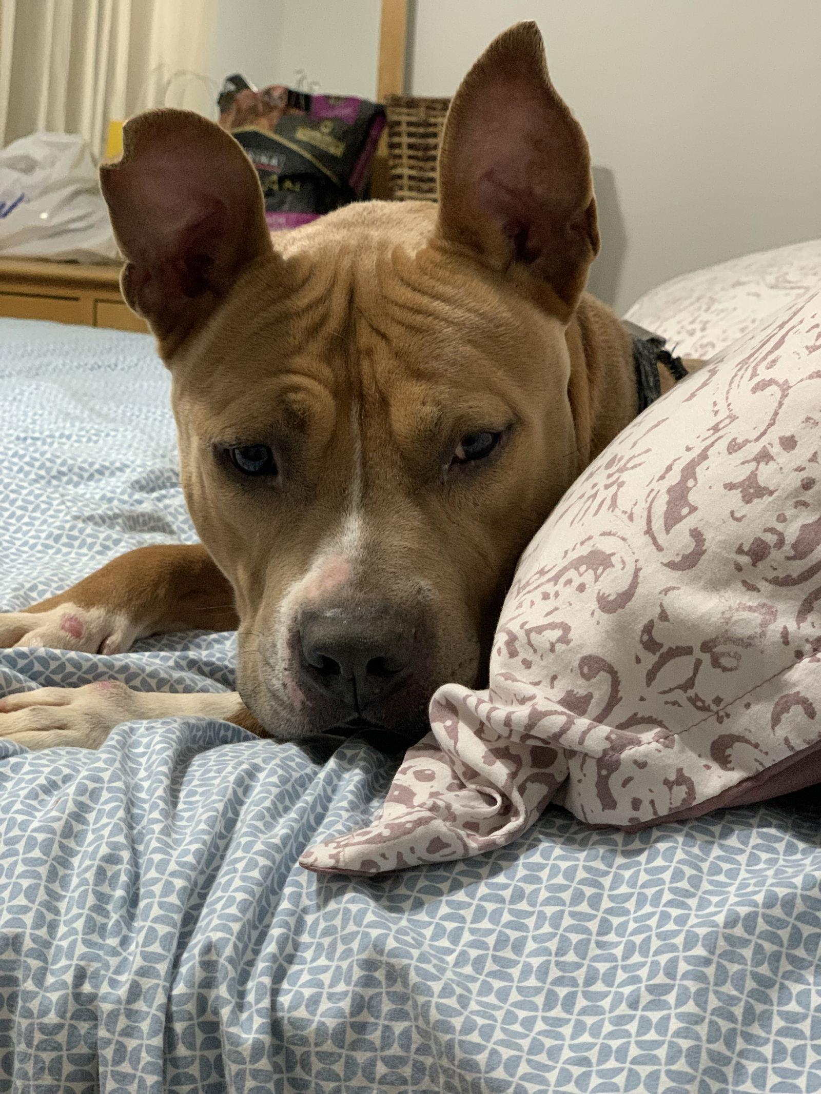 Meatball — thumbnail 6