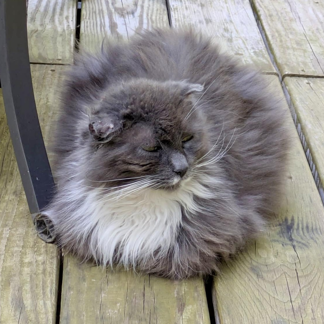 Silver Byrd (AKA Birdie)