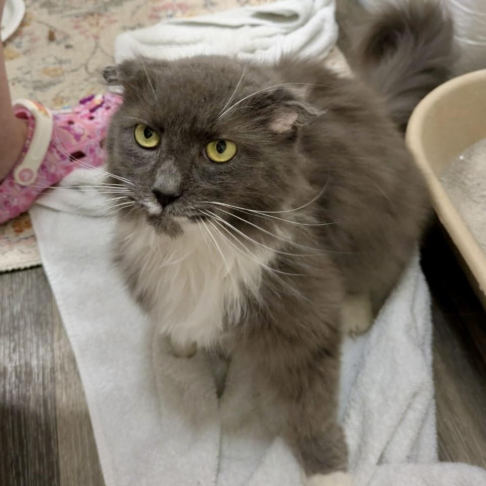 Silver Byrd (AKA Birdie)