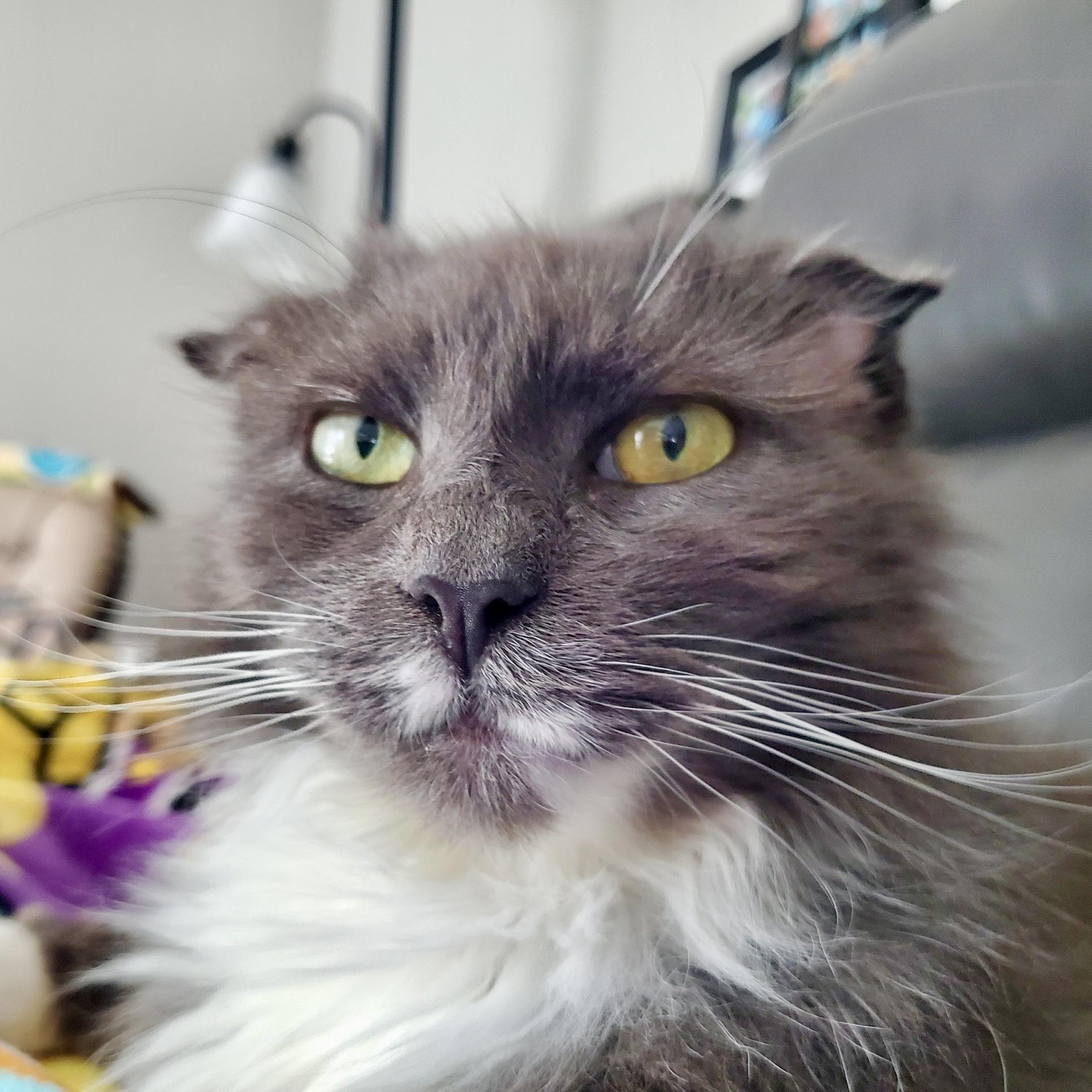 Silver Byrd (AKA Birdie)