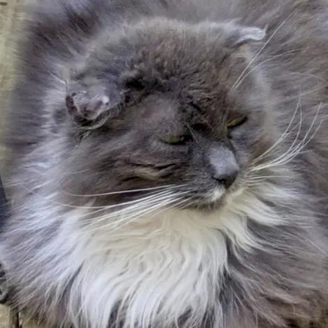 Silver Byrd (AKA Birdie)