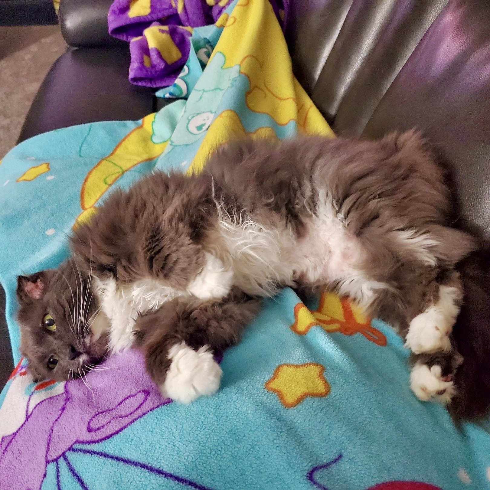 Silver Byrd (AKA Birdie)