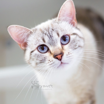 Gigi, adoptable, Adult Female Domestic Short Hair.