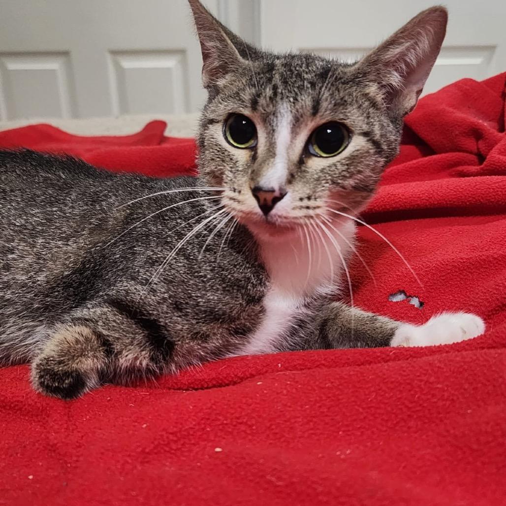 Luna, Adoptable, Young Female Domestic Short Hair.