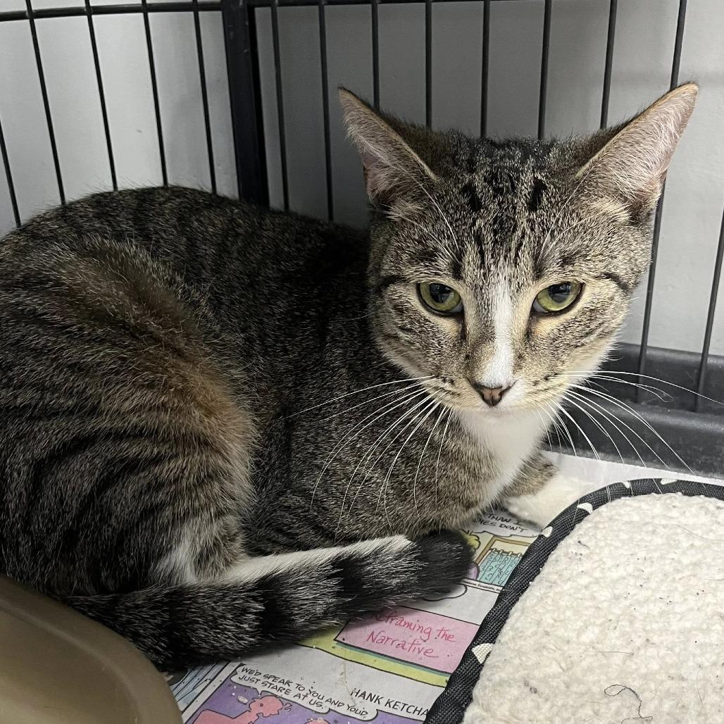 Enlarge Luna, a Adoptable Domestic Short Hair in Hamburg, NY image 2/2