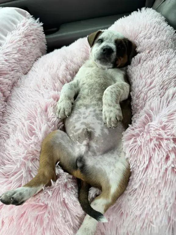 Carmelow, Adoptable, Puppy Male Mixed Breed.
