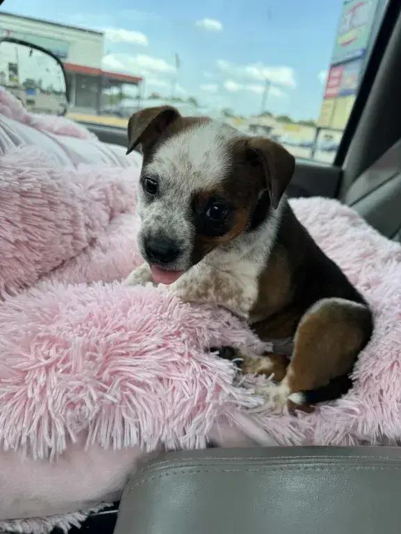 Enlarge Carmelow, a Adoptable mixed breed in Grand Rapids, MI image 3/6