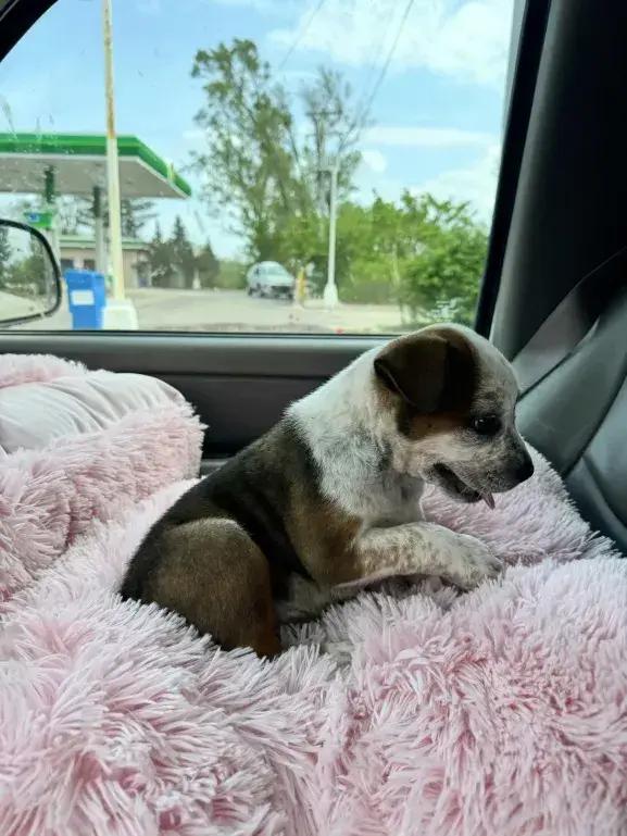 Enlarge Carmelow, a Adoptable mixed breed in Grand Rapids, MI image 4/6