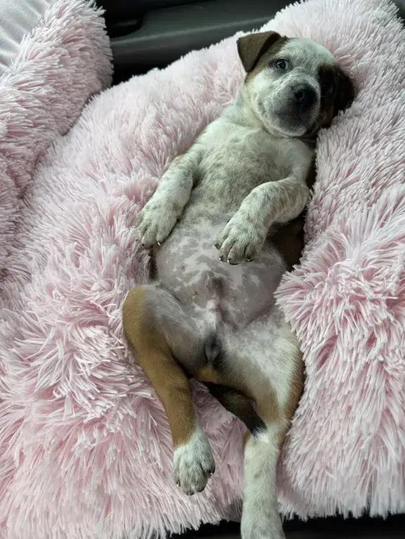 Enlarge Carmelow, a Adoptable mixed breed in Grand Rapids, MI image 5/6