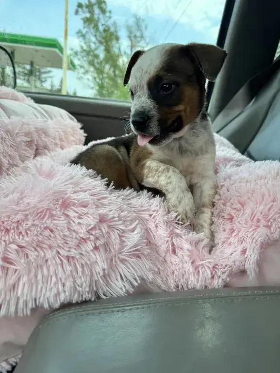 Enlarge Carmelow, a Adoptable mixed breed in Grand Rapids, MI image 6/6